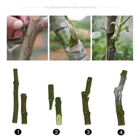 Grafting process with the Grafting Tool Kit For Garden Pruning And Budding Dope Replacement Blades Pro Grade Plant Branch Vine