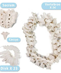 Full Size 67 Inch Anatomy Skeleton Model With 3 Posters spine vertebrae sacrum coccyx discs for medical studies
