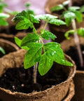 Young tomato plants growing in pots from the Red Tomato Growth Kit With Kid Greenhouse And Seed Pack Includes Mini Sunflowers And Professional Growing Mix