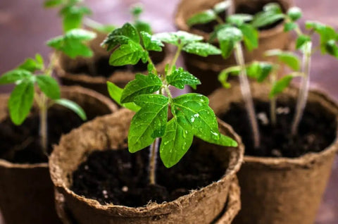 Young tomato plants growing in pots from the Red Tomato Growth Kit With Kid Greenhouse And Seed Pack Includes Mini Sunflowers And Professional Growing Mix