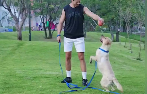 Man training dog with Long Dog Training Leash 15ft 20ft 30ft 50ft 100ft For Small And Medium Dogs Braided Nylon Lead