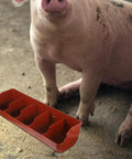 Heavy Duty Five Compartment Piglet Feed Trough With No Sweat Plastic Livestock Manger For Farm Hog Water And Dry Food Swine Station next to a pig.