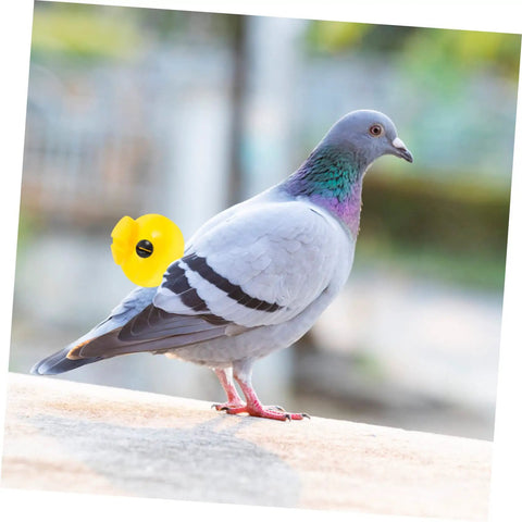 Pigeon wearing Three Tone Pigeon Training Whistle for Outdoor Loft Training, showing size and compact design