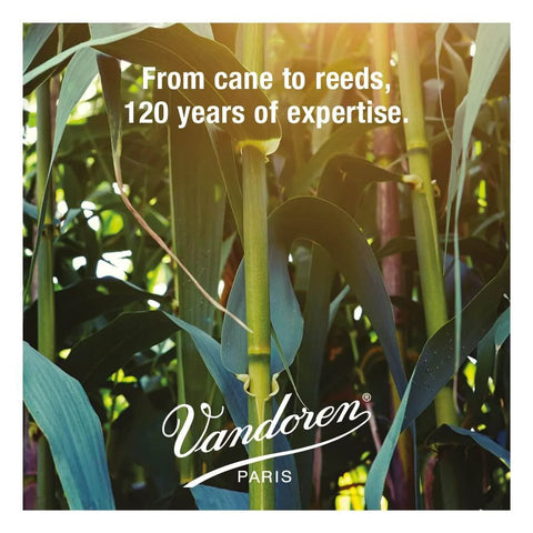 Field of cane plants with Vandoren logo and text 'From cane to reeds, 120 years of expertise' promoting reed quality.