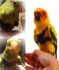 Parrot Flight Harness Vest With Leash For Outdoor Training worn by parakeets and conures, anti bite rope handle, secure fit