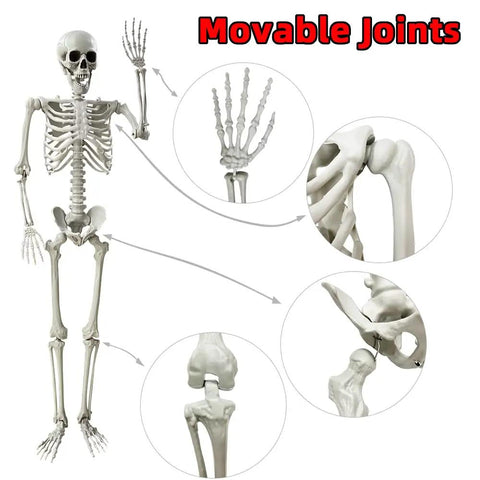 5.4Ft Life Size Halloween Skeleton With Movable Joints For Indoor Outdoor Setup Weather Resistant Full Body Prop in detail