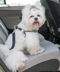 Cute white dog wearing a harness sitting on a car seat, enjoying a ride with a happy expression.