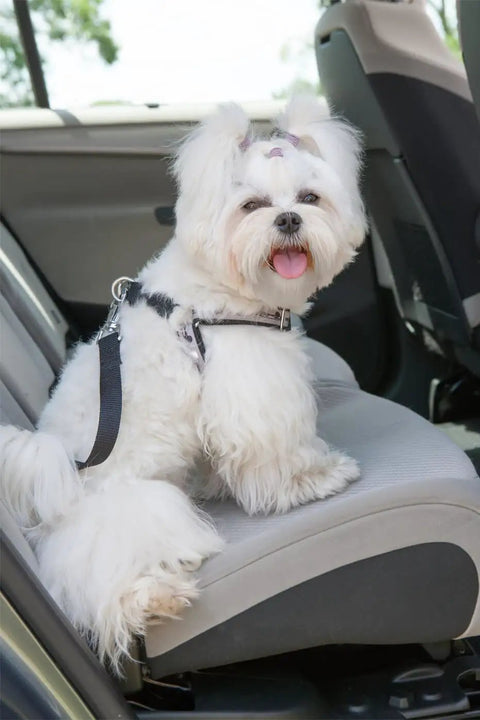 Cute white dog wearing a harness sitting on a car seat, enjoying a ride with a happy expression.