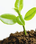 Young plant sprouting in natural fiber compressed mulch for indoor and outdoor gardens, pH balanced potting soil for transplanting