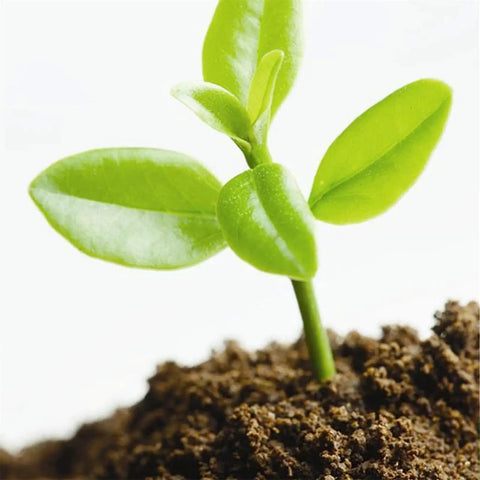 Young plant sprouting in natural fiber compressed mulch for indoor and outdoor gardens, pH balanced potting soil for transplanting