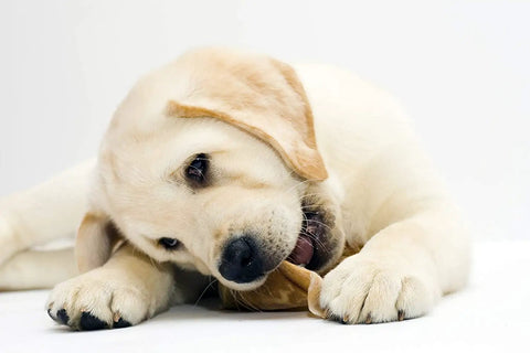 Puppy chewing Beefhide Chips Dog Chew Treats Chicken Flavor 22 Oz American Made Thick 100 Percent Natural Rawhide From US Cattle