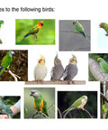 Various birds like parakeets, conures, and cockatiels suitable for Adjustable Bird Harness With 80 Inch Leash For Outdoor Flying Training Kit.