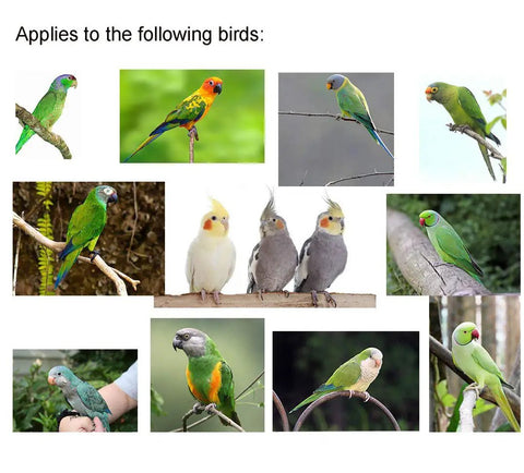 Various birds like parakeets, conures, and cockatiels suitable for Adjustable Bird Harness With 80 Inch Leash For Outdoor Flying Training Kit.