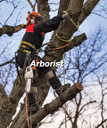 Arborist using safety gear and a chainsaw to prune branches in a tree.