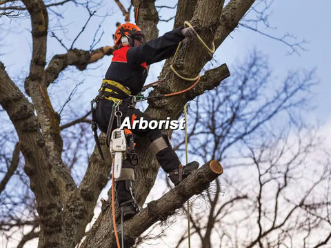 Arborist using safety gear and a chainsaw to prune branches in a tree.