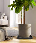 Square Plant Saucers 6 Inch 4 Pack Durable Plastic Water Catcher Trays with a large pot indoors, preventing floor stains.