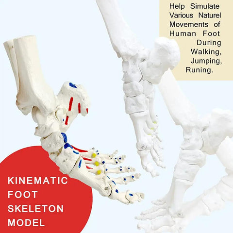 Dope Foot Skeleton Model With Elastic Bungee And Tibia-Fibula Stump Real Cast Foot showing movement simulation for kinematics study.