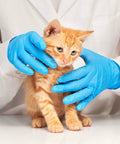 No Sweat Blue Nitrile Exam Gloves Case Of One Thousand Large Size Packs Latex Free Powder Free Formulation With Slick Tactile Feel used by vet with kitten.
