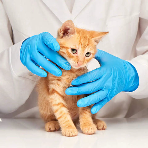 No Sweat Blue Nitrile Exam Gloves Case Of One Thousand Large Size Packs Latex Free Powder Free Formulation With Slick Tactile Feel used by vet with kitten.