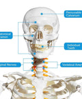 Life Size Human Skeleton Model For Anatomy With Nervous System And Rolling Stand 70.8 Inch, detail of skull and nerves