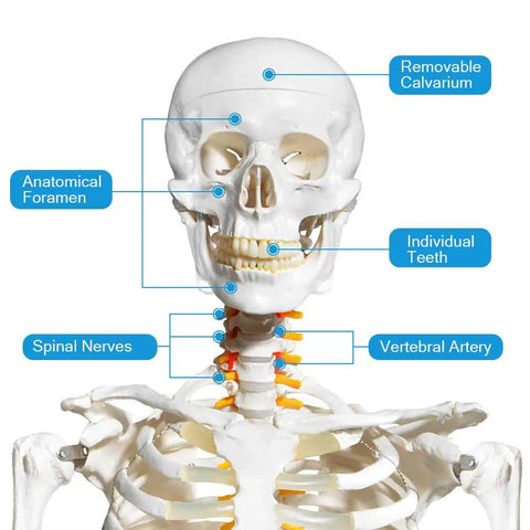 Life Size Human Skeleton Model For Anatomy With Nervous System And Rolling Stand 70.8 Inch, detail of skull and nerves