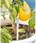 Sustee Aquameter 4 Pack Leave In Plant Soil Moisture Sensor For Pots White Medium Size Lets You Track Water Needs In The Soil For 3.5 To 6 Inch Pots Without Guessing. White soil moisture sensor stick in a potted citrus plant, medium size