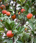 Blood Orange Tree 1-2 Feet Tall in 1 Gallon Pot, Upright Dwarf Citrus for Home Orchard, Produces Sweet Oranges, Easy Care, Rare Fruit, Container Friendly for Patio or Small Garden, fruiting tree with oranges