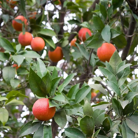 Blood Orange Tree 1-2 Feet Tall in 1 Gallon Pot, Upright Dwarf Citrus for Home Orchard, Produces Sweet Oranges, Easy Care, Rare Fruit, Container Friendly for Patio or Small Garden, fruiting tree with oranges
