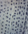 Lilium Mitosis Prepared Microscope Slides, Classroom Pack With 25 Slides In Storage Case, Hands On Cell Division Practice For Biology Labs, Realistic Plant Cell Imagery That Makes Microscope Learning Easy For Students. lily root tip mitosis cells under microscope
