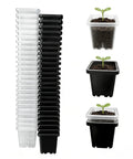 Two Inch Square Seedling Pots Pack Of 50 Dual Color Clear And Black With Drainage Holes For Seed Germination Root View And Light Blocking