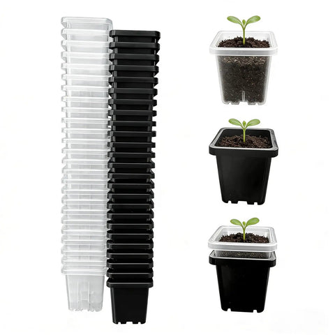 Two Inch Square Seedling Pots Pack Of 50 Dual Color Clear And Black With Drainage Holes For Seed Germination Root View And Light Blocking