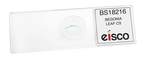 Begonia Leaf Cross Section Prepared Microscope Slide 75x25mm For Biology Classrooms And Microscopy Practice Shows Off Leaf Structures And Function NGSS Ready, glass slide in case