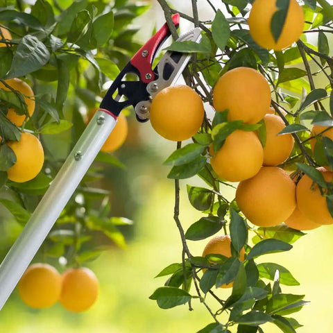 32 Inch Cut And Hold Pruner With Rotating Cutter Head For Long Reach Pruning picking oranges from tree branch