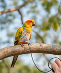 Parrot wearing Anti Pinch Bird Flight Suit For Parrots And Small Birds, Prevent Loss, Adjustable Walking And Training Gear, on branch