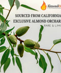 Almond branches in California orchard, source for Premium Roasted Almond Firewood Logs In 10 Inch Length For Real Deal High Heat Grilling And Smoking