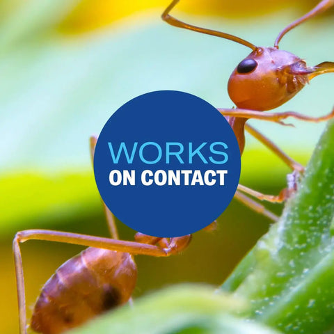 Close-up of fire ant on leaf with 'Works on Contact' text, promoting Fire Ant Killer Dust That Kills The Queen And Destroys The Mounds.
