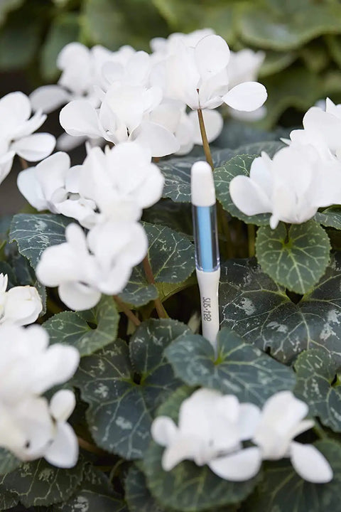 Five Pack Aquameter Soil Moisture Sensor Pen For Plants - Leave-In Moisture Meter With Continuous Readout, Fits 6 To 12 Inch Pots, White, Large Size, Great For Indoor Garden And Outdoor Containers. Leave-in white soil moisture meter in cyclamen leaves.