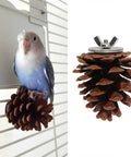10 Pack Real Pine Cone Bird Chew Toys With Sturdy Mounting Nuts For Parakeets Cockatiels And Budgies perched on a pine cone.