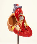Life Size Human Heart Model Hands On With 34 Labeled Structures And Two Part Magnetic Design Mounted On Base