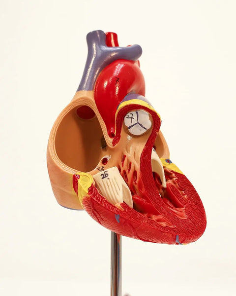 Life Size Human Heart Model Hands On With 34 Labeled Structures And Two Part Magnetic Design Mounted On Base