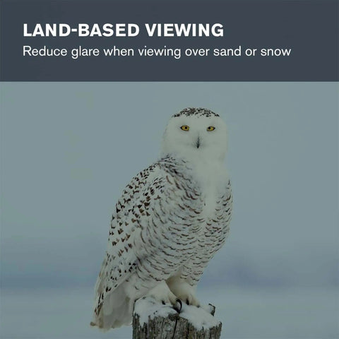 Snowy owl perched on a post, related to Moon Filter For 1.25 Inch Eyepieces Bumps Up Clarity And Cuts Glare For Lunar Viewing.