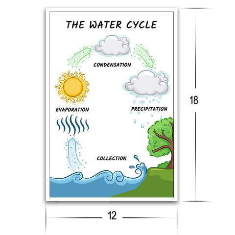 Water Cycle Poster For Science Classrooms 12 By 18 Inch Wall Decor A Kid Friendly And Engaging Learning Tool For Elementary Middle School And High School Classrooms Perfect For Visualizing The Water Cycle showing evaporation and precipitation
