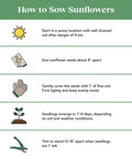 Infographic on how to sow sunflowers, including seed spacing, soil coverage, and seedling care steps for optimal growth.