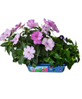Flower Princess Palace Terrarium Starter Kit with Jewelweed and Princess Flowers in colorful floral container.