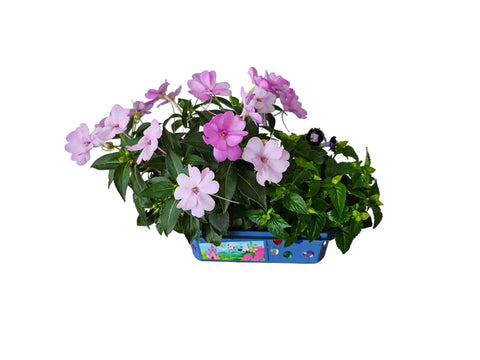 Flower Princess Palace Terrarium Starter Kit with Jewelweed and Princess Flowers in colorful floral container.