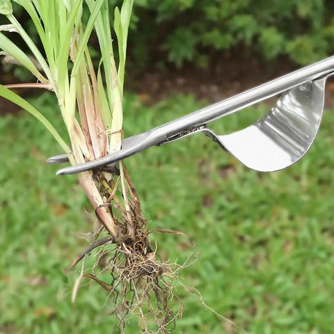 Back-Saving Garden Weeding Tool With Wood Handle And Stainless Steel Forks pulling grass roots from lawn