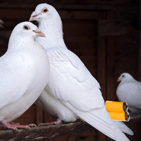 Two Pack Pigeon Training Whistles for Birds, resting near white pigeons on a wooden perch indoors