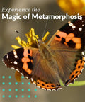 Watch Five Live Painted Lady Caterpillars Transform Into Butterflies With This Hands On Butterfly Garden Kit For Kids And Families, Includes Observation Timeline And Simple Care Tips. Butterfly on flower