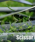 Close-up of scissor cutting action on grass using 16-Inch 7-Blade Push Reel Lawn Mower With Ball Bearing Reel And 10-Inch Composite Wheels Durable Steel Side Plate Hand Push Design For Bermuda Zoysia Centipede St Augustine And Seashore Paspalum Lawns