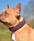 Dog wearing a braided collar outdoors
